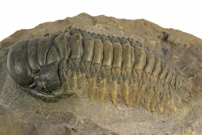 Multi-Toned Crotalocephalina Trilobite - Atchana, Morocco #323584